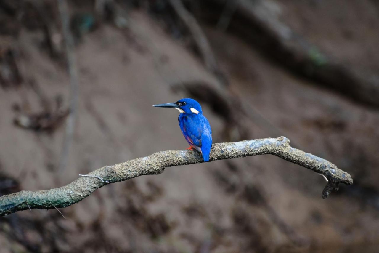 Daintree Ecolodge Ngoại thất bức ảnh